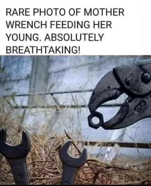 wrench-feeding-her-young